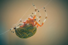蛛网上的蜘蛛图片素材