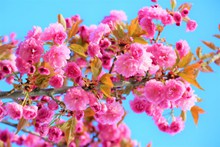 鲜艳的粉色花朵图片素材