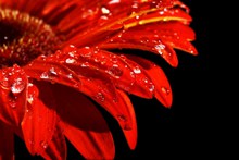红色菊花花瓣微距精美图片