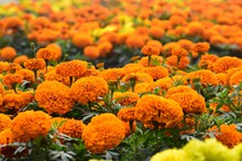 橙色万寿菊花圃精美图片