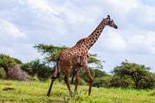 高大的长颈鹿精美图片
