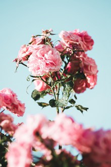 淡粉色蔷薇花精美图片