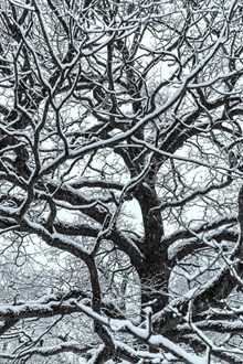树木冬季雪景 树木冬季雪景大全高清图