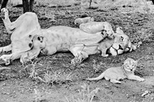 母狮子和小狮子 母狮子和小狮子大全图片素材