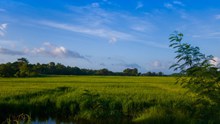绿色稻田唯美风景精美图片
