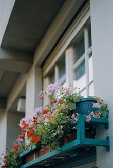窗台盆栽花植欣赏图片