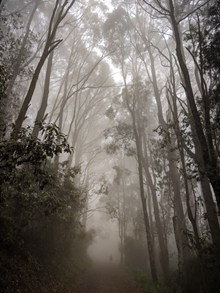 迷雾树林风景图片下载