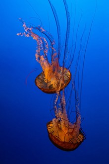 深海狮鬃水母图片下载