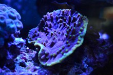 海底软珊瑚欣赏图片素材