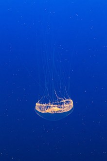 蓝色深海透明水母图片素材