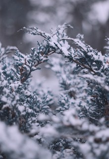 冬天松树雪景特写 冬天松树雪景特写大全精美图片