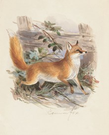 野生红狐狸油画像图片素材
