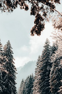 冬季雪松树木 冬季雪松树木大全图片大全