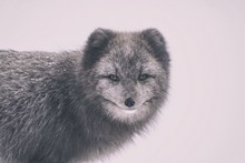 野生灰色狐狸高清图