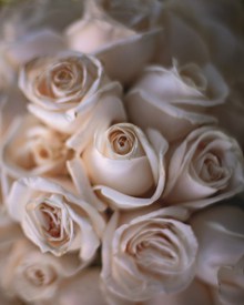 白色壁纸玫瑰花精美图片