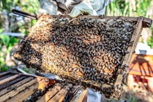 木板上的蜜蜂群高清图