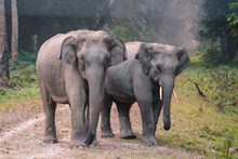 两只大象并排行走精美图片