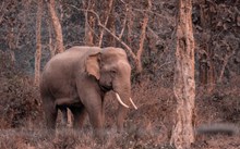 一只孤独的大象图片素材