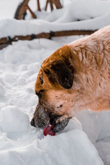 狗狗吃雪图片素材