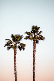 两棵高大椰子树 两棵高大椰子树大全高清图片