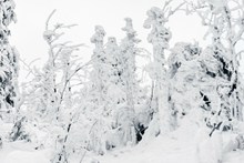 冬季白雪覆盖的景色精美图片