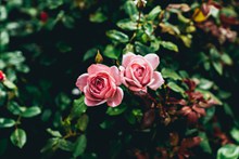 粉色玫瑰花漂亮图片下载