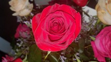 红色玫瑰花素材图片素材