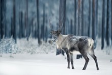 高清冬季麋鹿摄影图片素材