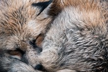 狐狸睡觉姿势高清图片
