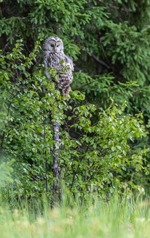 栖息在树枝上的猫头鹰图片素材