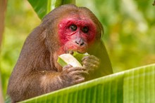 猴子吃香蕉高清图片