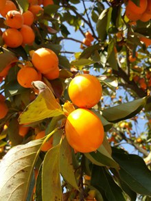 秋天橘子成熟 秋天橘子成熟大全高清图片