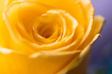 唯美微距黄色玫瑰花朵图片下载