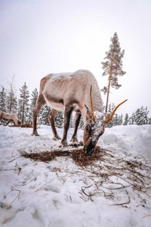 冬天驯鹿素材高清图片