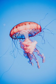 深海彩色水母 深海彩色水母大全高清图片