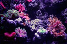 高清海底珊瑚图片大全