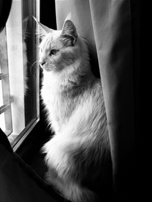 黑白可爱长毛猫 黑白可爱长毛猫大全高清图