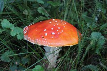伞状野生红蘑菇高清图