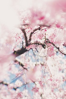 粉色樱花唯美风景图片下载