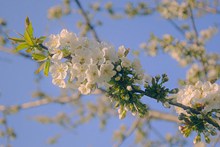 漂亮白色樱花高清图片