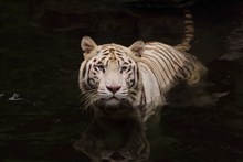 白色小老虎精美图片