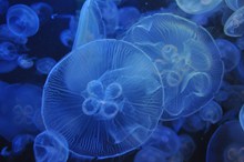 蓝色透明海蜇水母高清图片