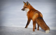行走的小狐狸图片素材