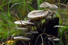 白色蘑菇群图片素材