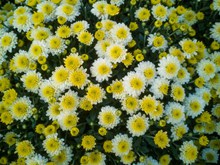 黄色小雏菊花朵图片素材