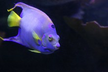 水族馆紫色鱼精美图片