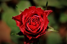 爱情玫瑰花朵图片下载