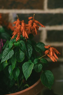 植物一串红高清图片