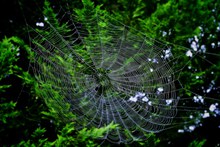 大蜘蛛网图片素材