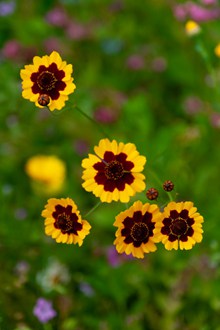 黄色金鸡菊花卉精美图片
